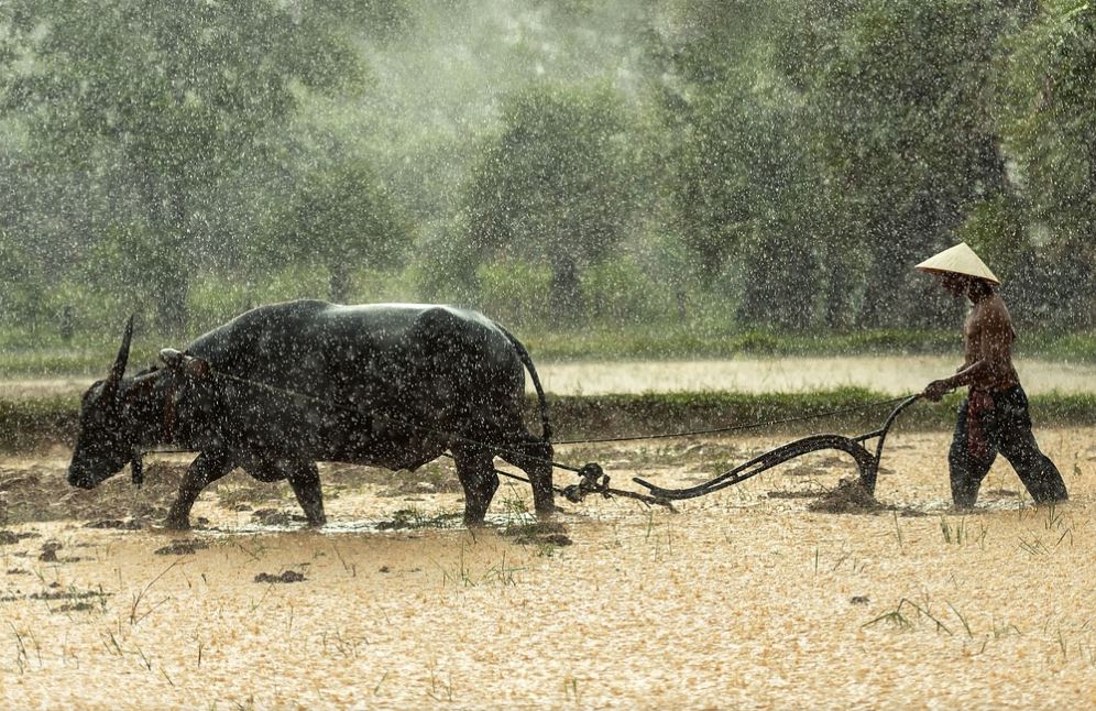 7 symbolic meanings of dreaming of a buffalo