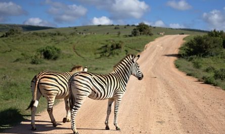 8 symbolic meanings of dreaming of zebras