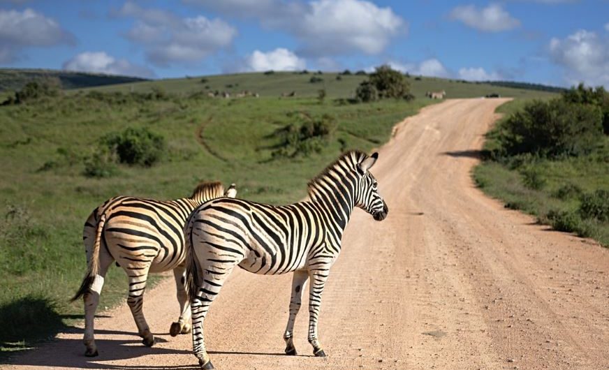 8 symbolic meanings of dreaming of zebras