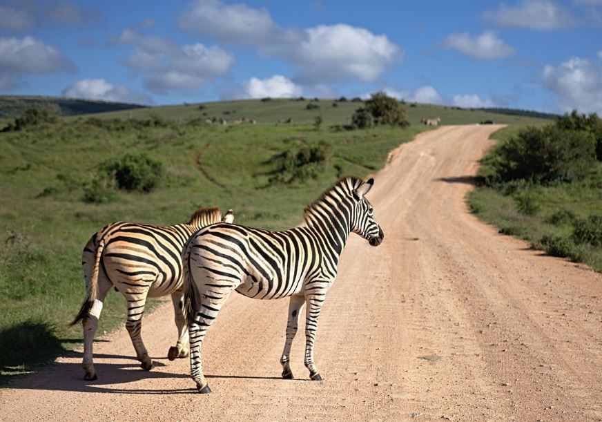 8 symbolic meanings of dreaming of zebras