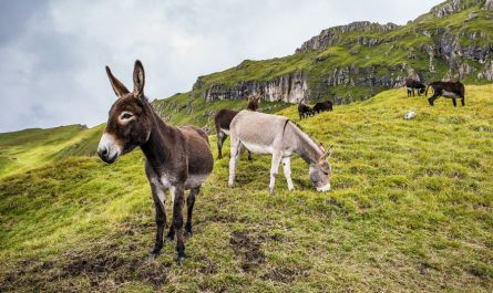 7 symbolic meanings of dreaming of donkeys