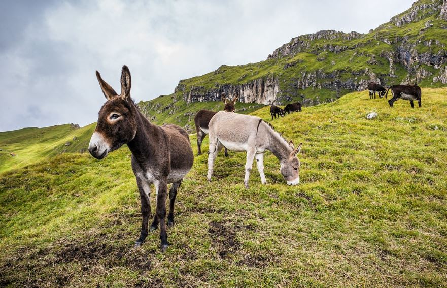 7 symbolic meanings of dreaming of donkeys