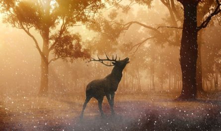 10 symbolic meanings of dreaming of deer