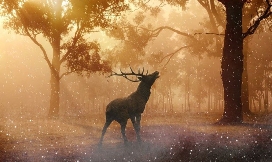 10 symbolic meanings of dreaming of deer