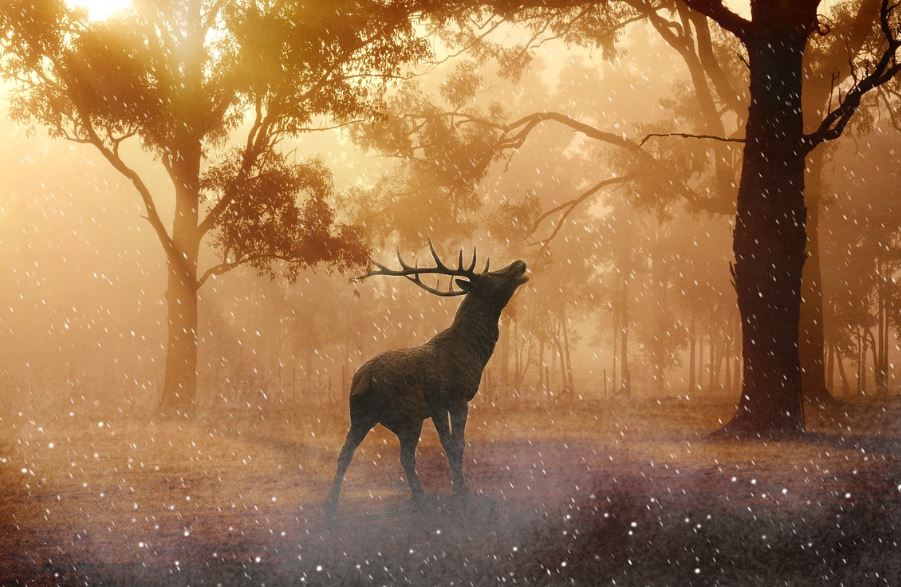 10 symbolic meanings of dreaming of deer