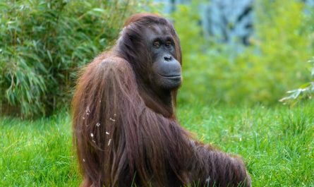 8 symbolic meanings of dreaming about Orangutan