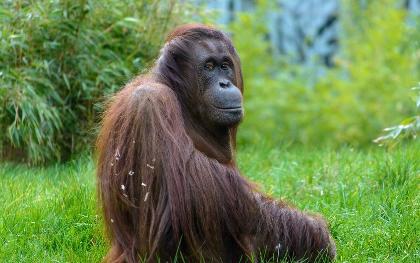 8 symbolic meanings of dreaming about Orangutan