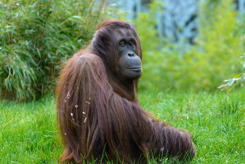 8 symbolic meanings of dreaming about Orangutan