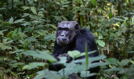 9 symbolic meanings of dreaming of Chimpanzee