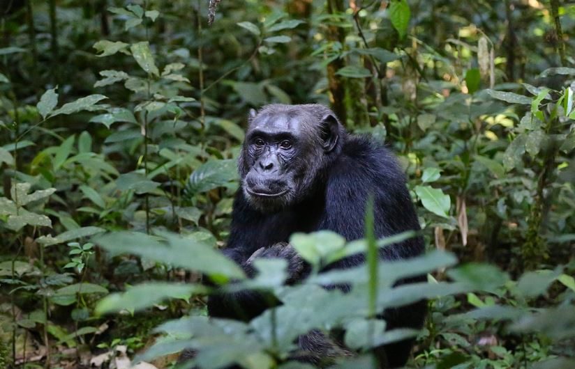 9 symbolic meanings of dreaming of Chimpanzee
