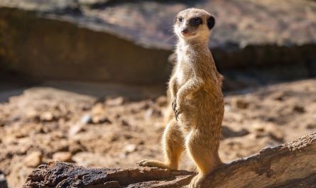 6 symbolic meanings of dreaming of mongoose