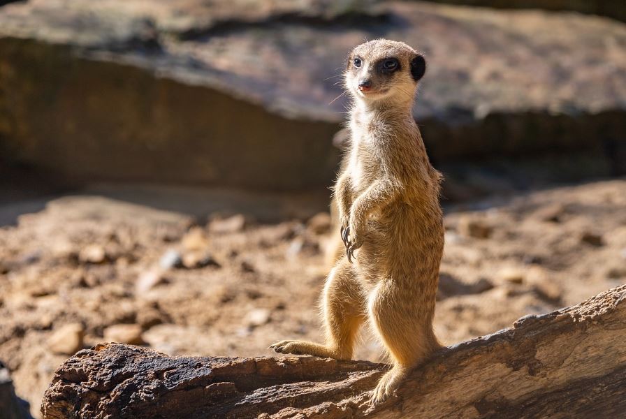 6 symbolic meanings of dreaming of mongoose