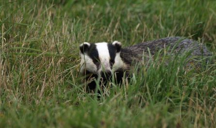 7 symbolic meanings of dreaming of badger