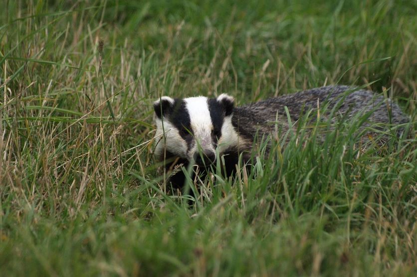 7 symbolic meanings of dreaming of badger