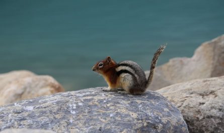 8 symbolic meanings of dreaming of squirrels