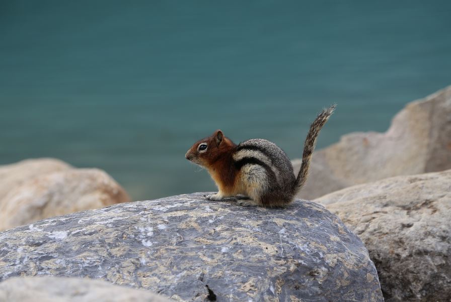 8 symbolic meanings of dreaming of squirrels