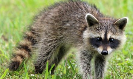 8 symbolic meanings of dreaming of raccoons