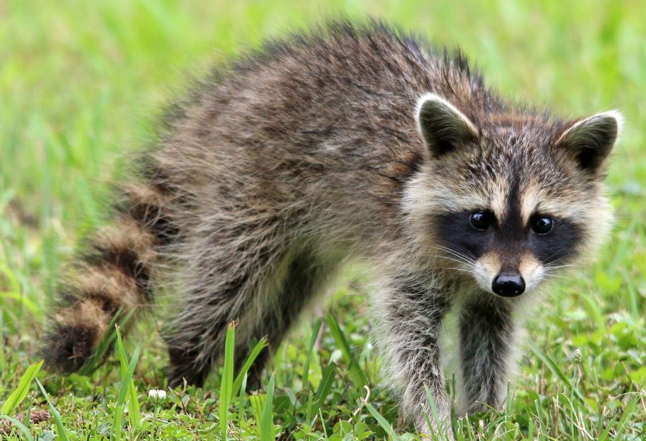 8 symbolic meanings of dreaming of raccoons