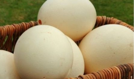 6 symbolic meanings of dreaming of ostrich eggs