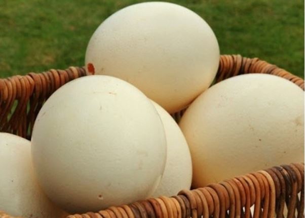 6 symbolic meanings of dreaming of ostrich eggs