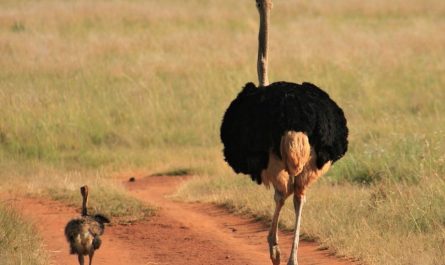 10 symbolic meanings of dreaming of ostriches