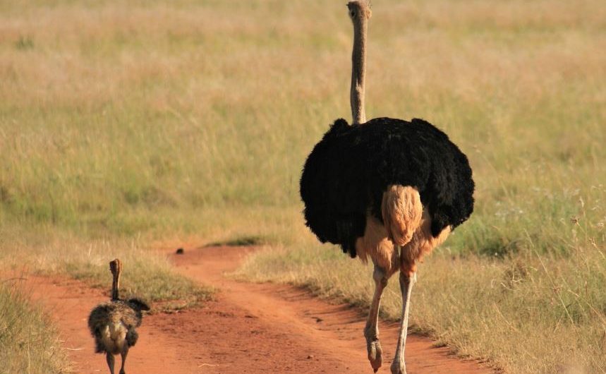 10 symbolic meanings of dreaming of ostriches