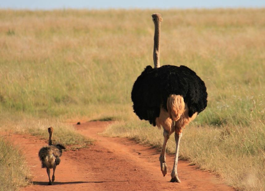 10 symbolic meanings of dreaming of ostriches