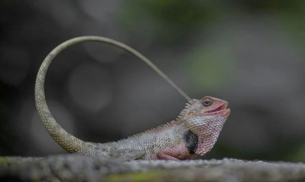 9 symbolic meanings of dreaming of chameleons