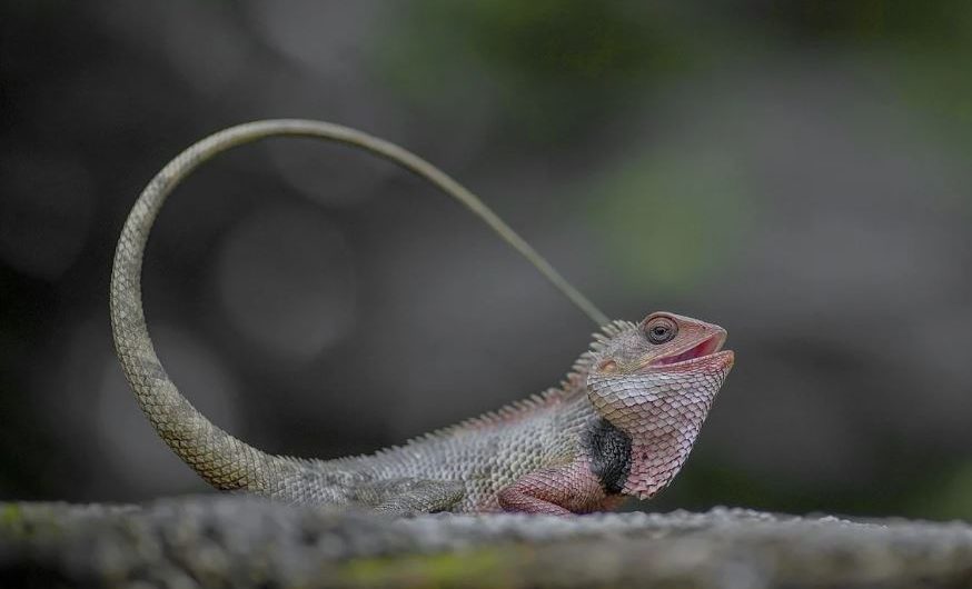 9 symbolic meanings of dreaming of chameleon