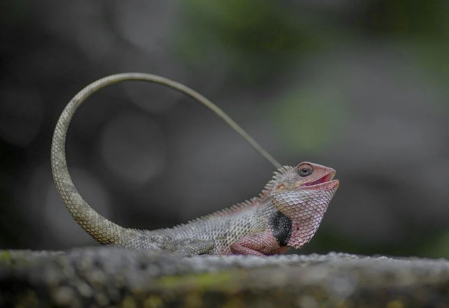 9 symbolic meanings of dreaming of chameleons
