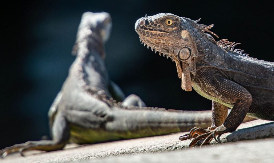 8 symbolic meanings of dreaming about iguanas