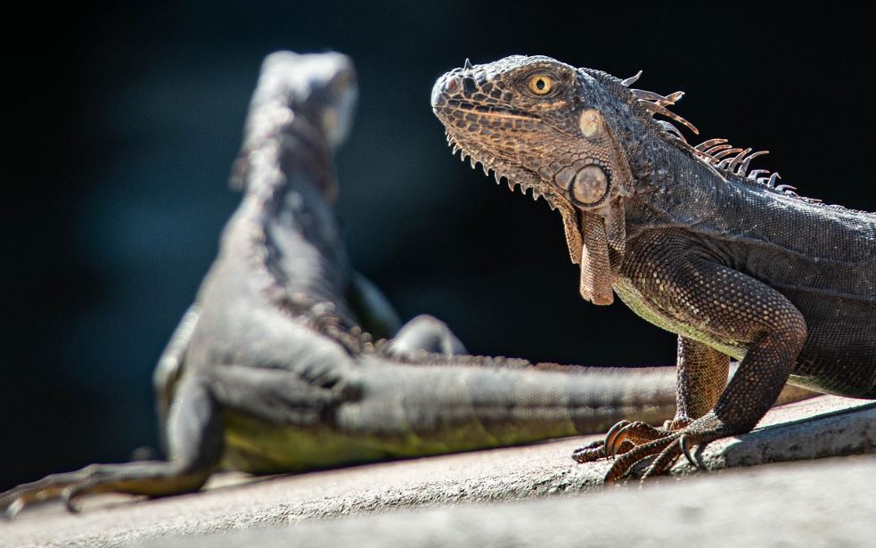 8 symbolic meanings of dreaming about iguanas