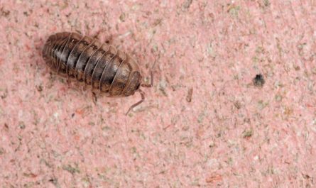 5 symbolic meanings of dreaming of coccidiosis