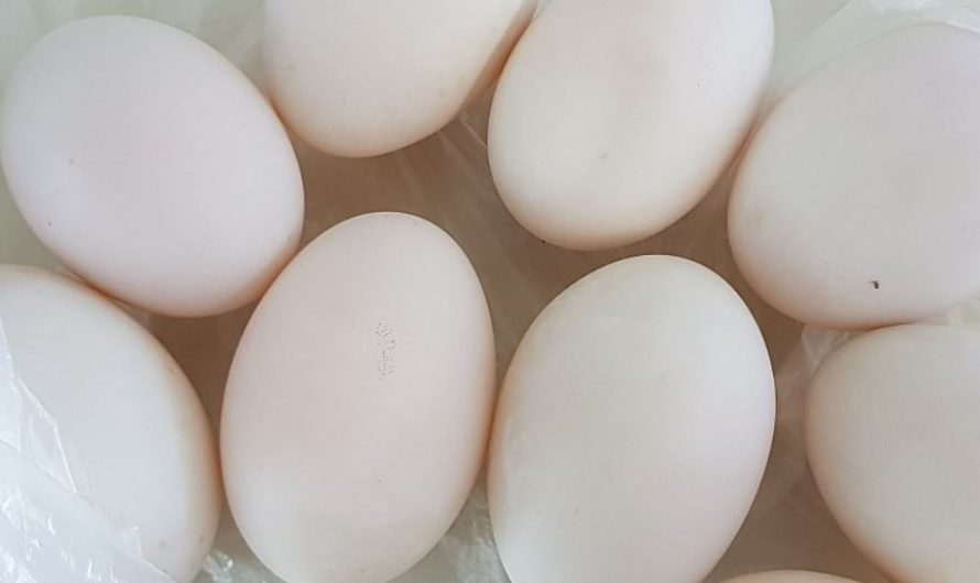 7 symbolic meanings of dreaming of goose eggs