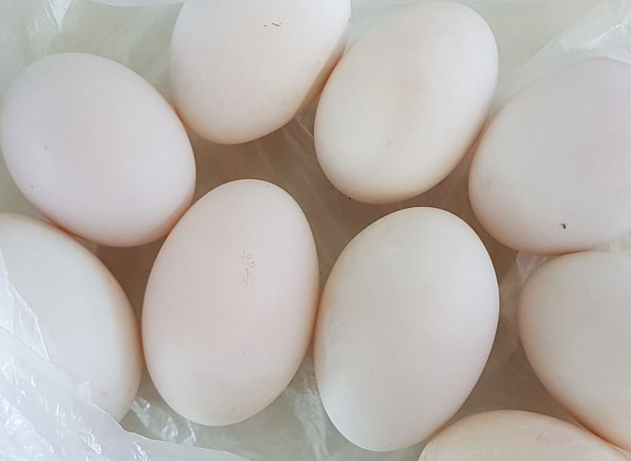 7 symbolic meanings of dreaming of goose eggs