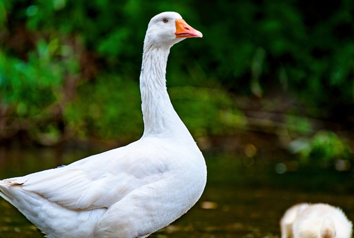9 symbolic meanings of dreaming of geese