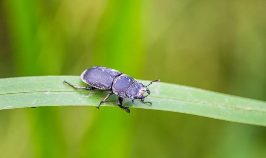 10 symbolic meanings of dreaming of Stag beetle