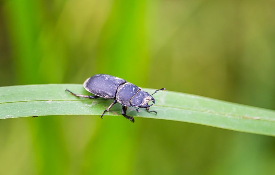 10 symbolic meanings of dreaming of Stag beetle