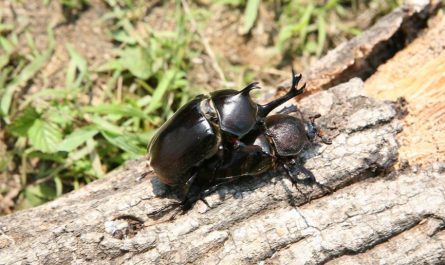 10 symbolic meanings of dreaming about beetles