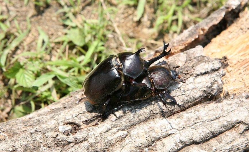 10 symbolic meanings of dreaming about beetles
