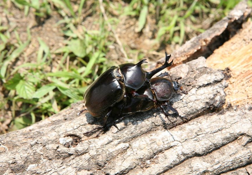 10 symbolic meanings of dreaming about beetles