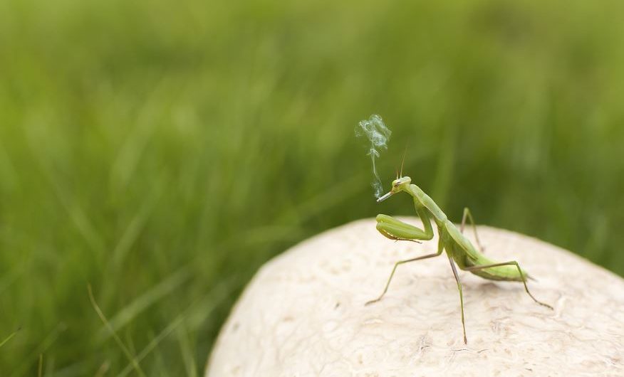 11 symbolic meanings of dreaming of praying mantis