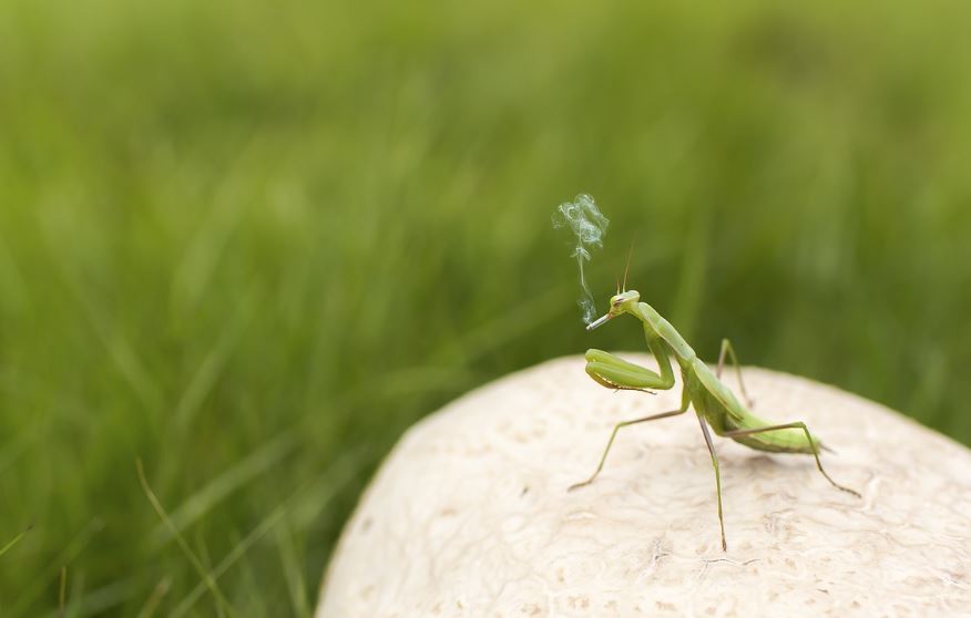 11 symbolic meanings of dreaming of praying mantis