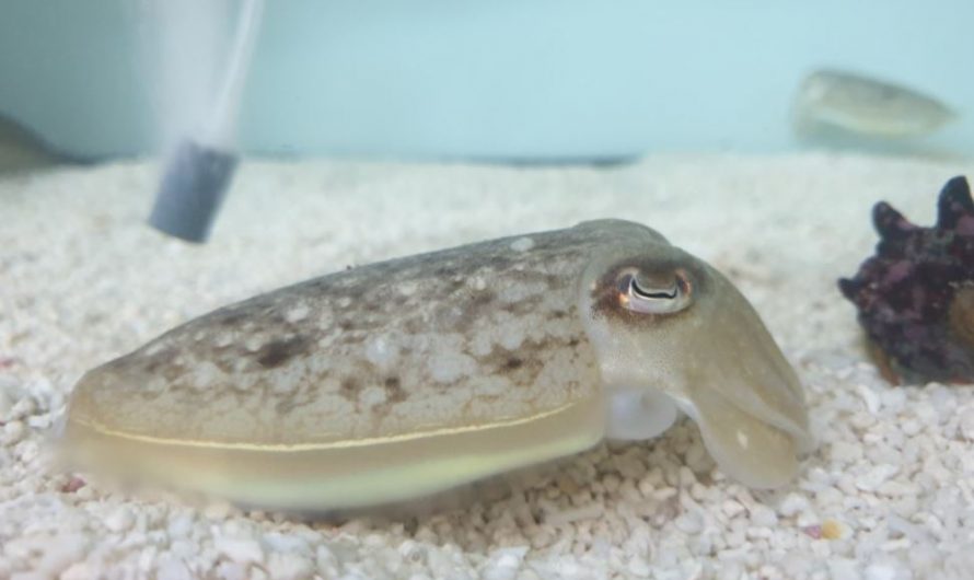 6 symbolic meanings of dreaming of cuttlefish