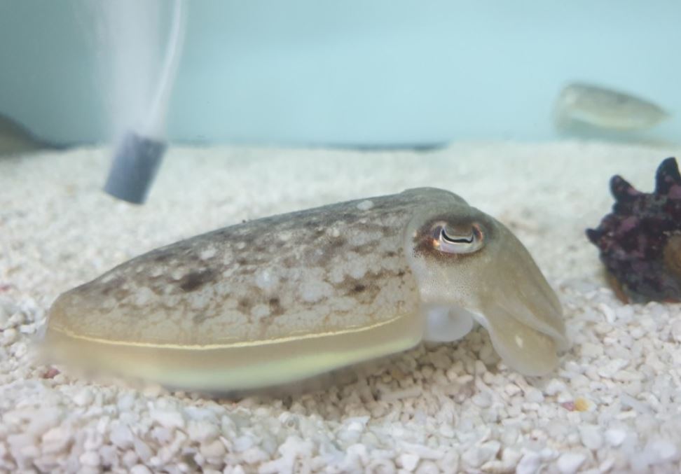 6 symbolic meanings of dreaming of cuttlefish