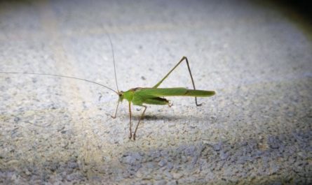 6 symbolic meanings of dreaming of grasshoppers