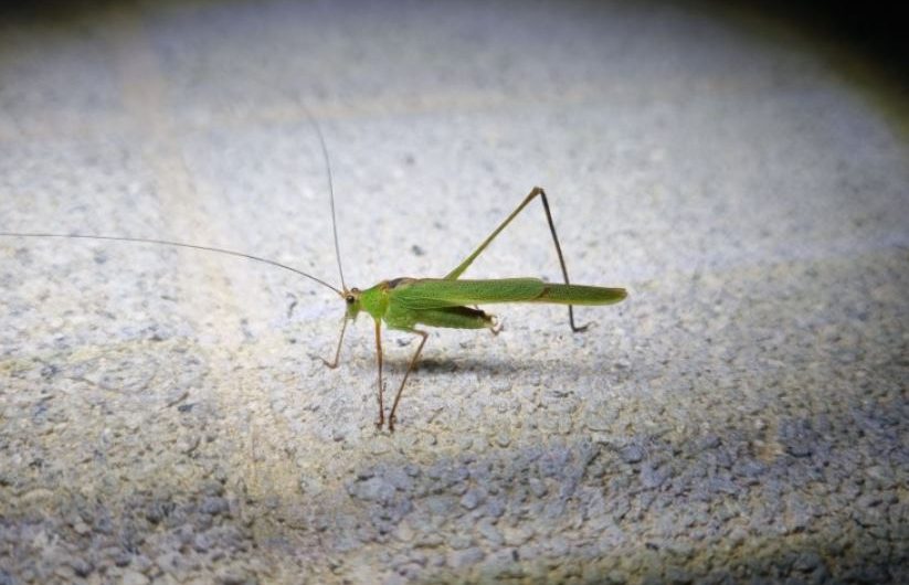 6 symbolic meanings of dreaming of grasshoppers