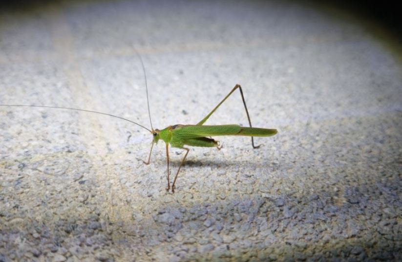 6 symbolic meanings of dreaming of grasshoppers
