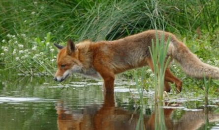 8 symbolic meanings of dreaming of foxes