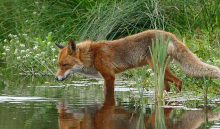8 symbolic meanings of dreaming of foxes